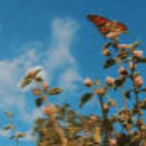 Meet your Posher, Daisy